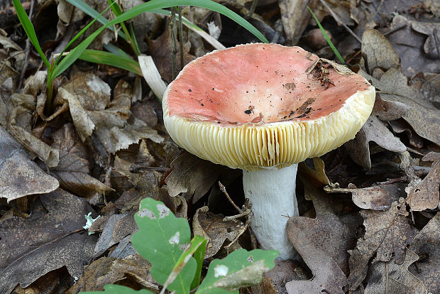 plávka Russula sp.