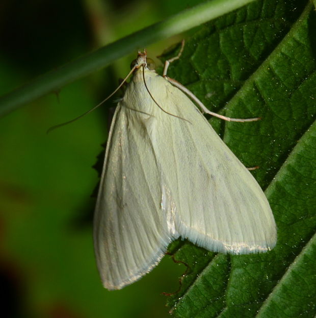 vijačka zelenkavá Sitochroa palealis