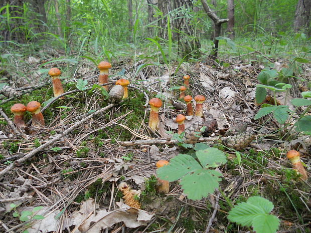 masliak smrekovcový  Suillus grevillei (Klotzsch) Singer