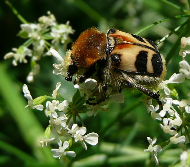 chlpáčik škvrnitý Trichius fasciatus L.