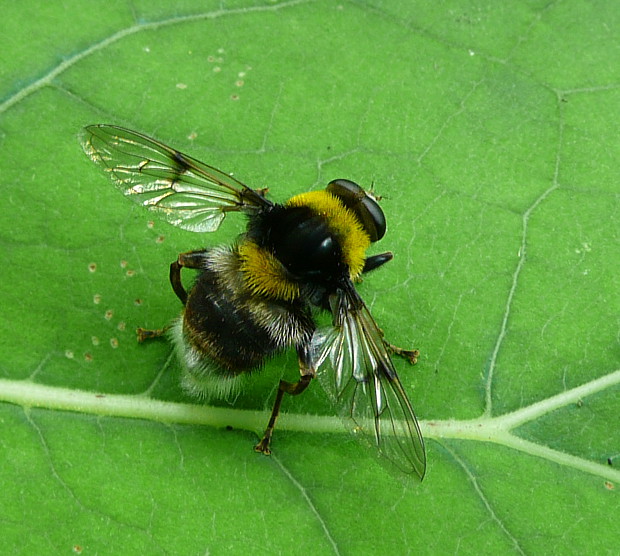 pestrica ♂ Arctophila bombiformis Fallén