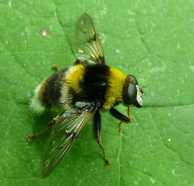 pestrica ♂ Arctophila bombiformis Fallén