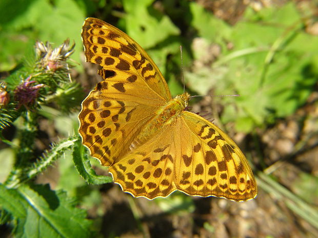 perlovec striebristopásavý Argynnis paphia