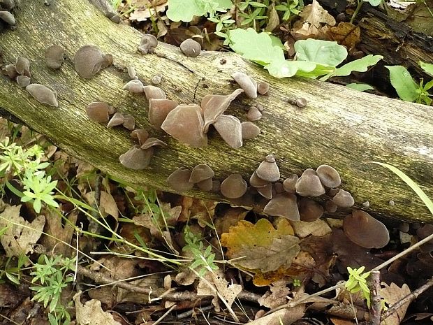 uchovec bazový Auricularia auricula-judae (Bull.) Quél.