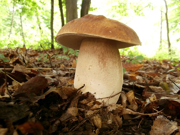 hríb dubový Boletus reticulatus Schaeff.