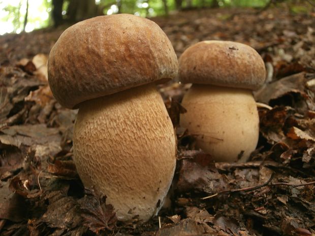 hríb dubový Boletus reticulatus Schaeff.