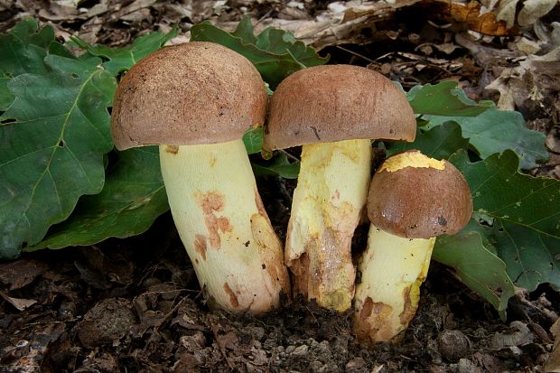 hríb príveskatý Butyriboletus appendiculatus (Schaeff. ex Fr.) Secr.