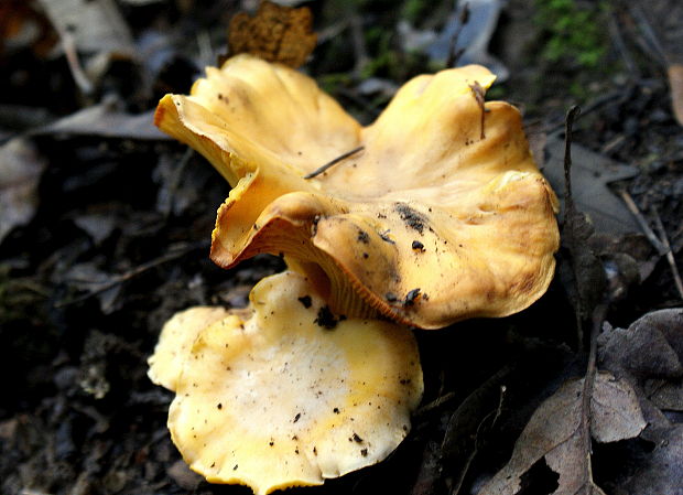 kuriatko jedlé Cantharellus cibarius Fr.