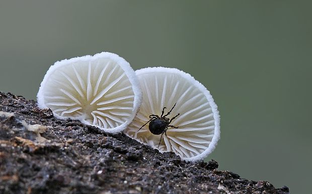 machovka Hobsonova ? Clitopilus hobsonii ?