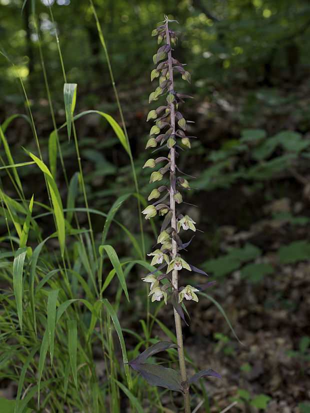 kruštík modrofialový Epipactis purpurata Sm.