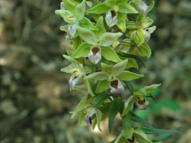 kruštík Epipactis sp.