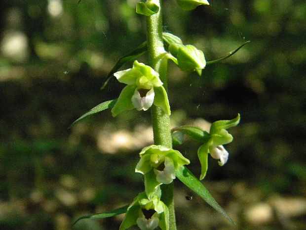 kruštík  Epipactis sp.