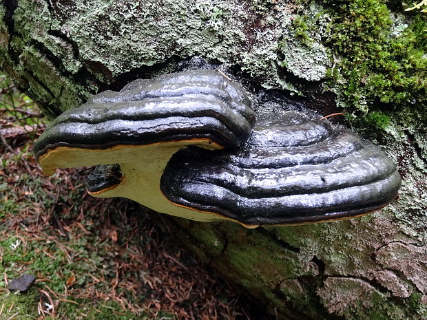 lesklokôrovka plochá Ganoderma applanatum (Pers.) Pat.