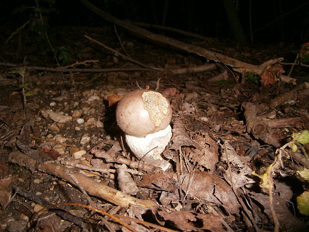 kozák topoľový Leccinum duriusculum (Schulzer ex Kalchbr.) Singer