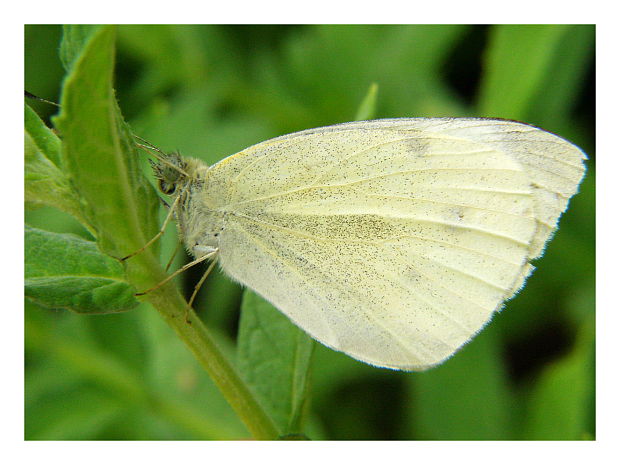 mlynárik repový Pieris rapae