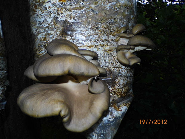 hliva ustricovitá Pleurotus ostreatus (Jacq.) P. Kumm.