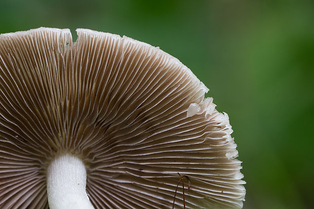 drobuľka Psathyrella sp.