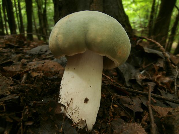 plávka zelenkastá Russula virescens (Schaeff.) Fr.