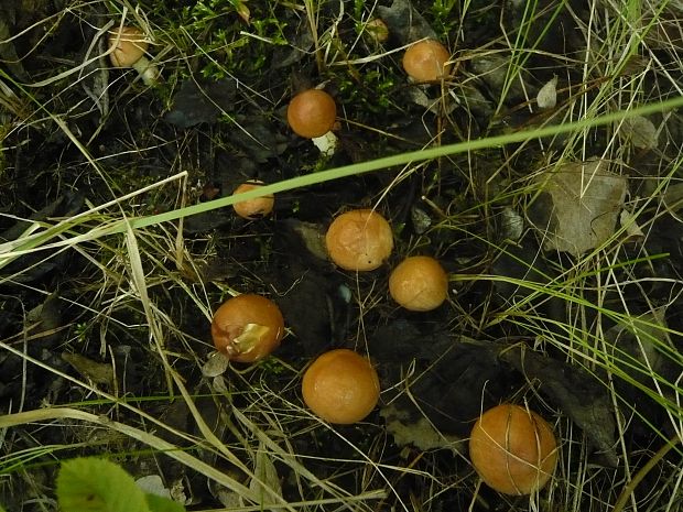 masliak zrnitý Suillus granulatus (L.) Roussel