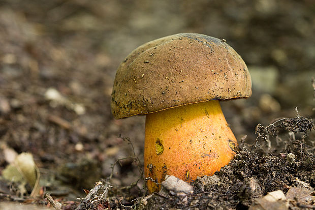 hríb zrnitohlúbikový Sutorius luridiformis (Rostk.) G. Wu & Zhu L. Yang