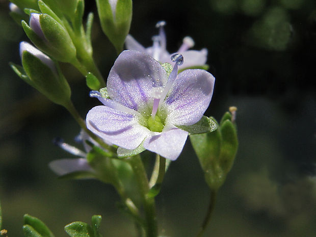 veronika drchničkovitá Veronica anagallis-aquatica L.