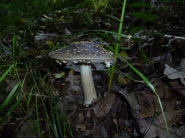 muchotrávka Amanita sp.