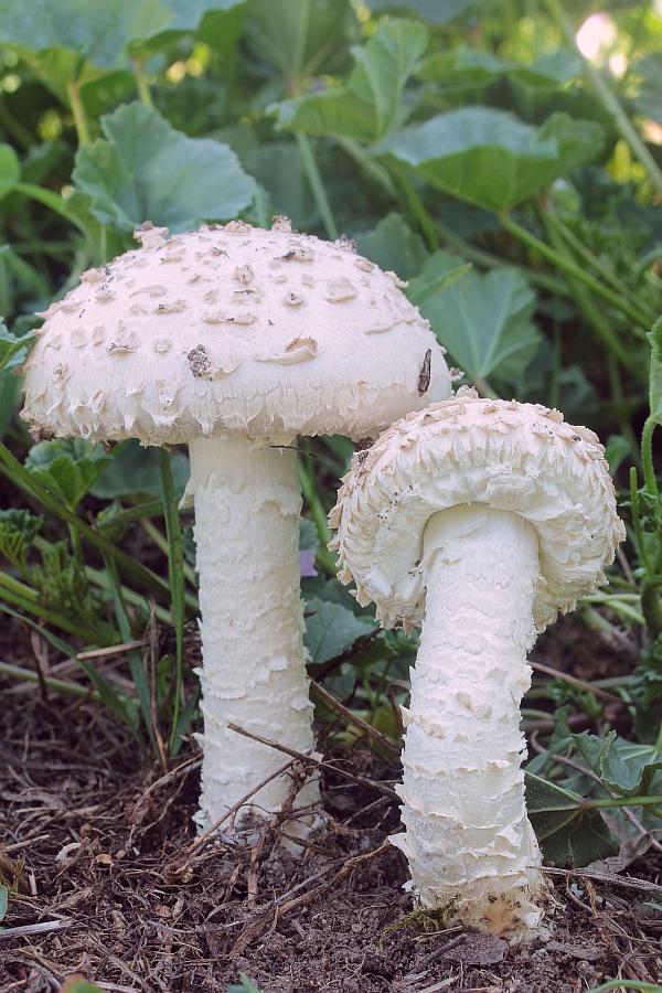 muchotrávka Vittadiniho Amanita vittadinii (Moretti) Vittad.