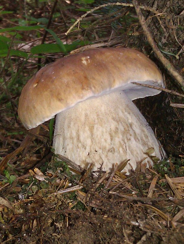 hríb smrekový Boletus edulis Bull.