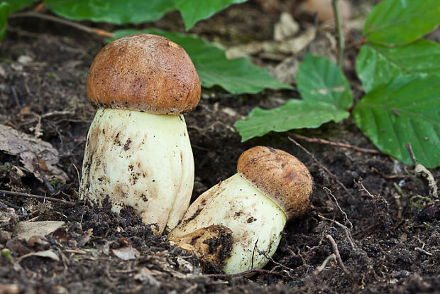 hríb príveskatý Butyriboletus appendiculatus (Schaeff. ex Fr.) Secr.