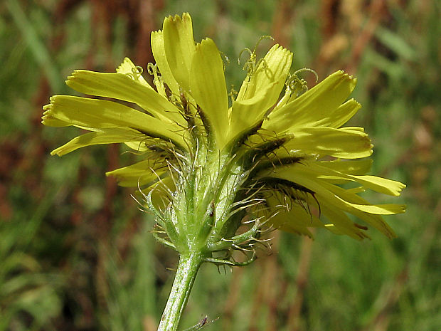 škarda štetinatá Crepis setosa Haller f.