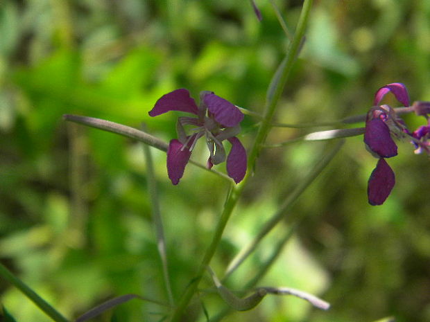 vŕbovka Epilobium sp.