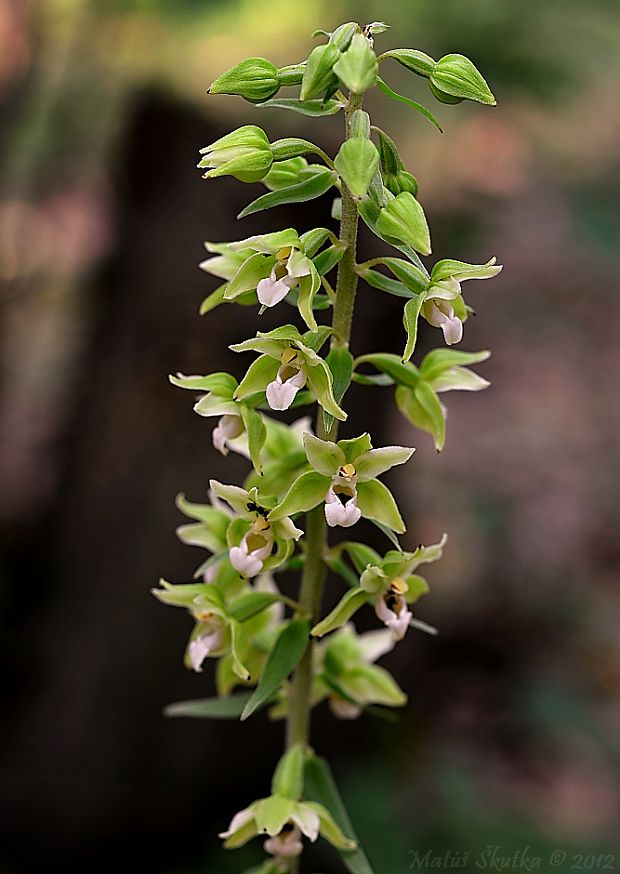 kruštík modrofialový Epipactis purpurata Sm.