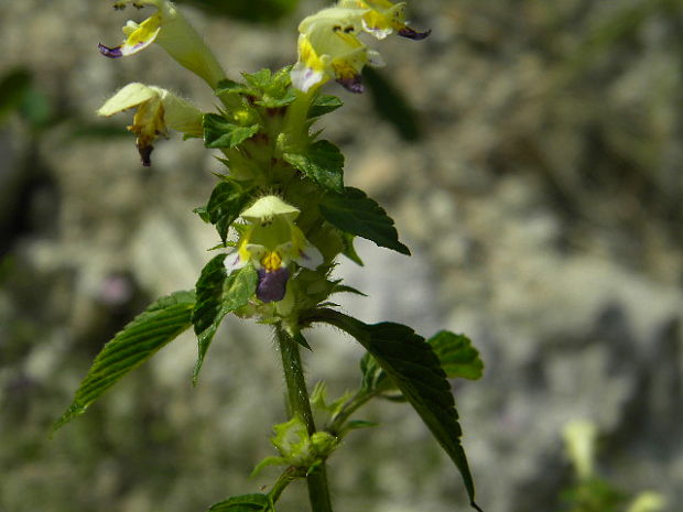 konopnica úhľadná Galeopsis speciosa Mill.