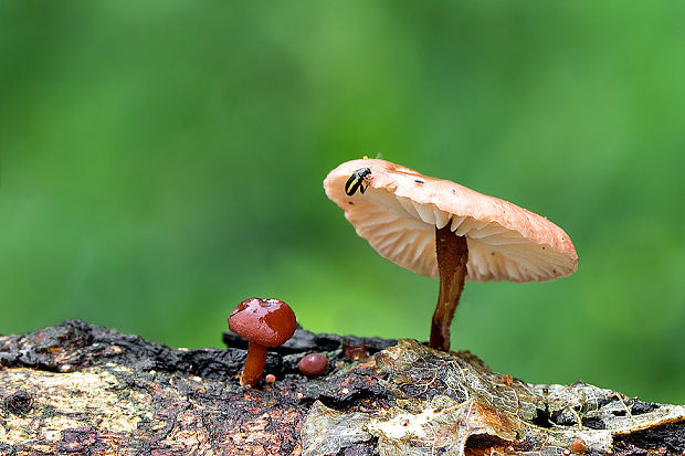 špička smradľavá Gymnopus foetidus (Sowerby) J.L. Mata & R.H. Petersen