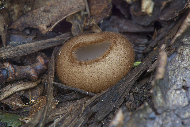 humária polguľovitá Humaria hemisphaerica (F.H. Wigg.) Fuckel