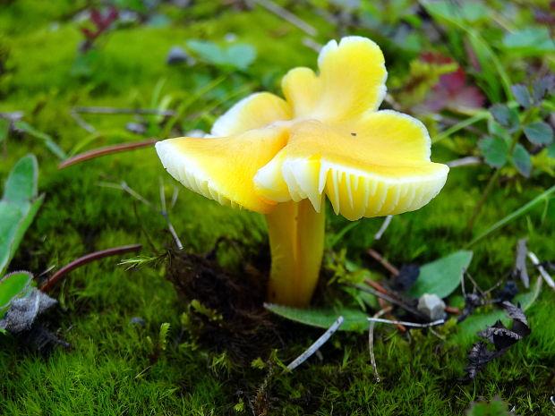 lúčnica citrónovožltá Hygrocybe chlorophana (Fr.) Wünsche