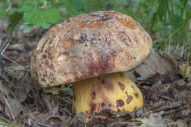 hríb vínovočervený Imperator rhodopurpureus Smotl.