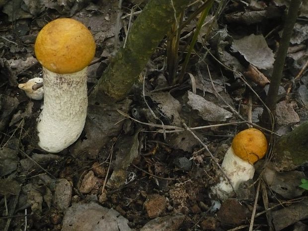 kozák osikový Leccinum albostipitatum den Bakker & Noordel.