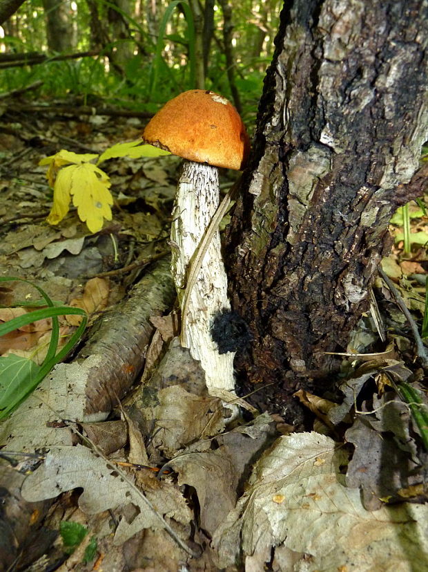 kozák osikový Leccinum albostipitatum den Bakker & Noordel.