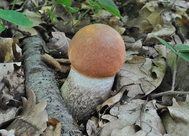 kozák dubový Leccinum aurantiacum (Bull.) Gray