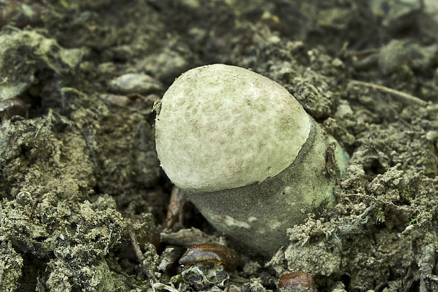 kozák topoľový Leccinum duriusculum (Schulzer ex Kalchbr.) Singer