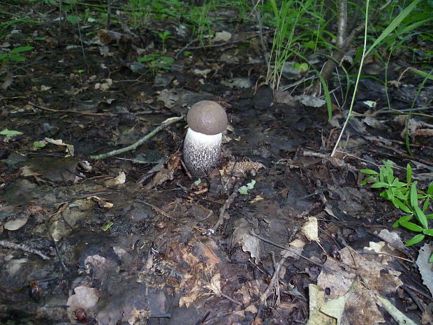 kozák topoľový Leccinum duriusculum (Schulzer ex Kalchbr.) Singer