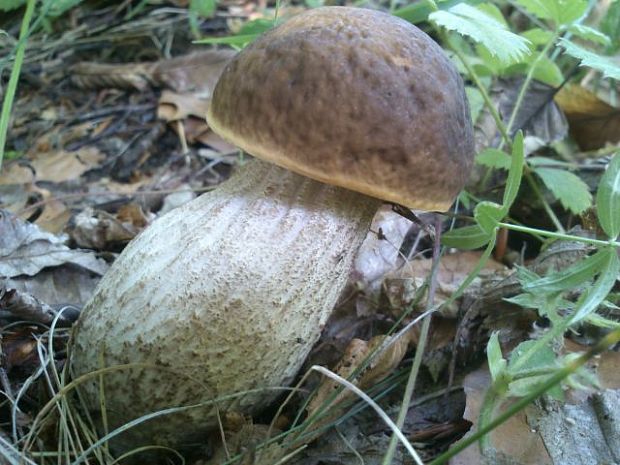 kozák hrabový Leccinum pseudoscabrum (Kallenb.) Šutara