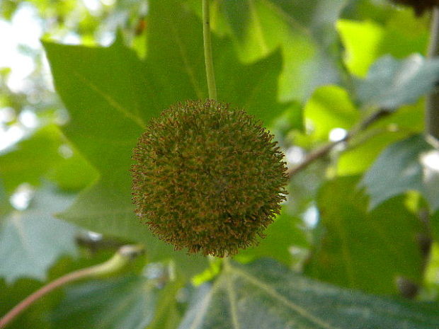 platan javorolistý Platanus hispanica Münchh.