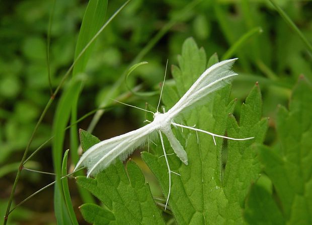 pierkavec povojový Pterophorus pentadactyla