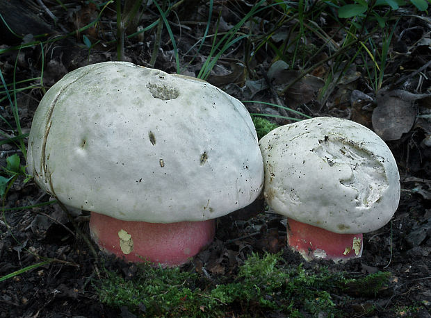 hríb satanský Rubroboletus satanas f. satanas (Lenz) Kuan Zhao & Zhu L. Yang