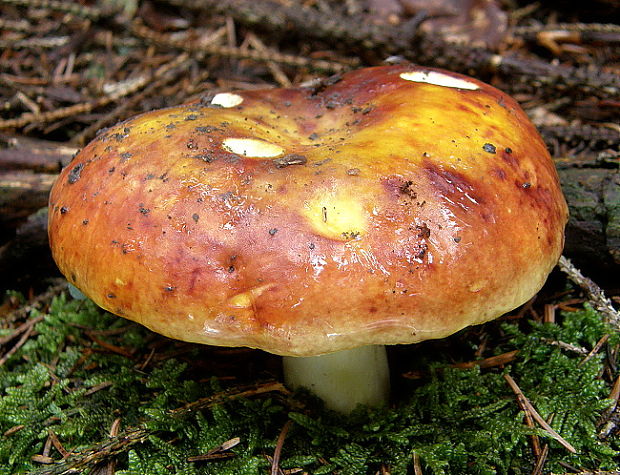 plávka zlatožltá Russula aurea Pers.