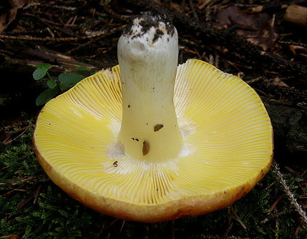 plávka zlatožltá Russula aurea Pers.