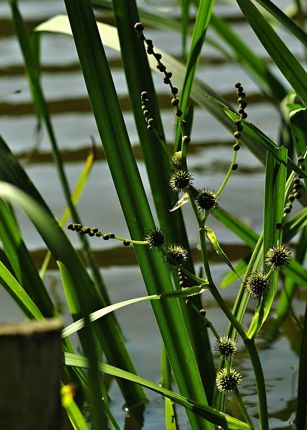 ježohlav vzpriamený Sparganium erectum L.