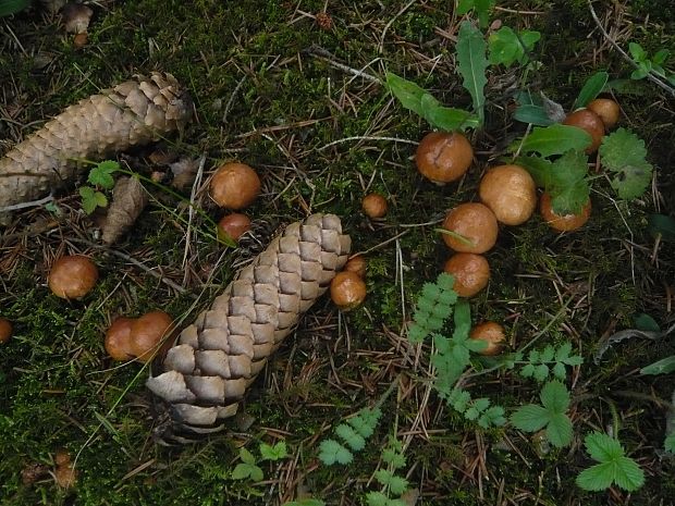 masliak zrnitý Suillus granulatus (L.) Roussel